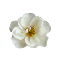 white flower bubblessie freetoedit