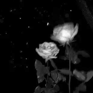 Freetoedit 闇 病み 薔薇 バラ By Kookmin1108love Freetoedit 闇 病み 薔薇 バラ By Kookmin1108love