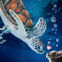 freetoedit myedit turtle cat ocean