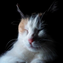 freetoedit cat catslovers lights gato pclightingthedark