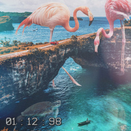 freetoedit flamingo turtle giant surreal scenary ecgiantanimals giantanimals