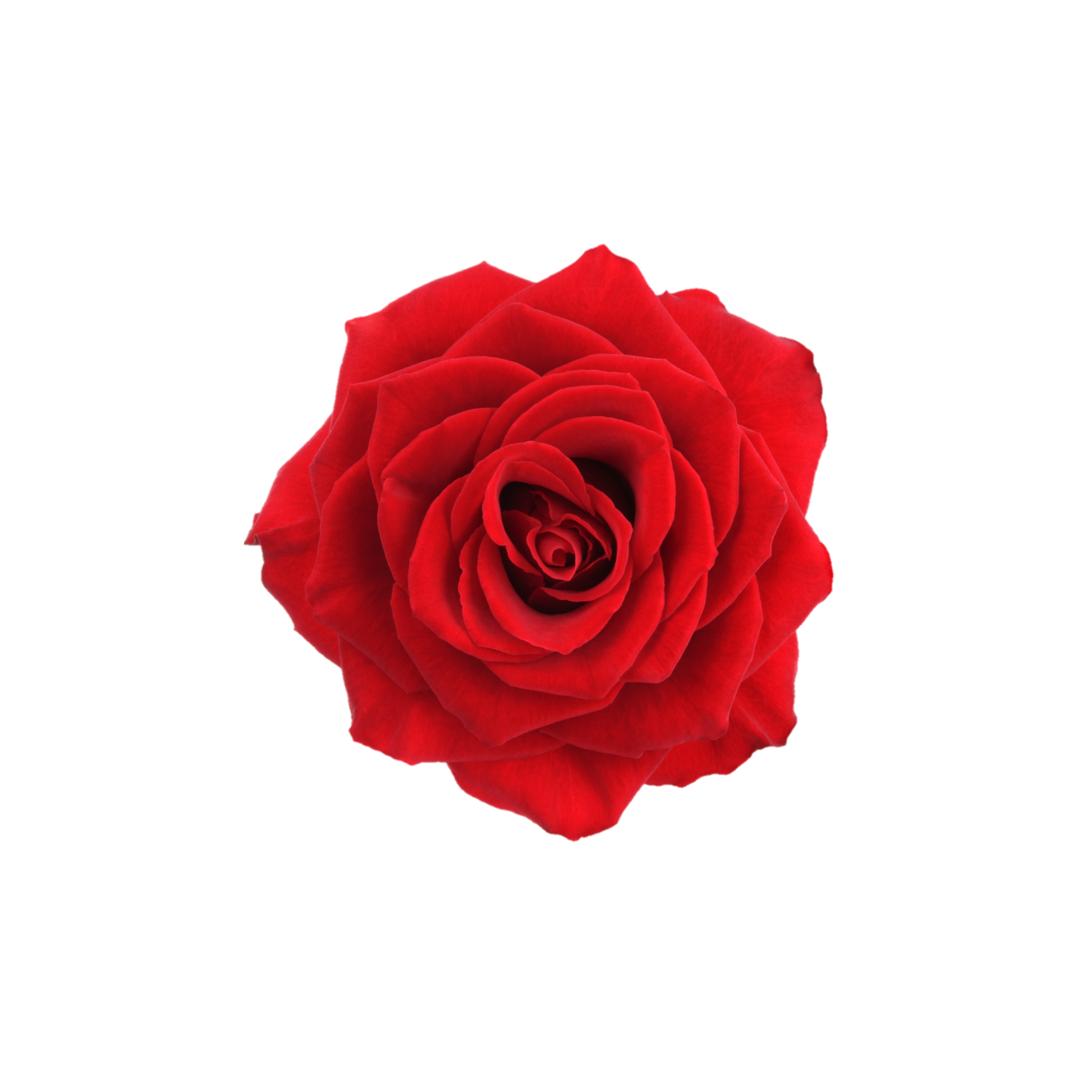 Flower Picsart Best Flower Site