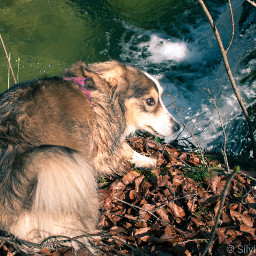 freetoedit photography pets dog dogsofpicsart