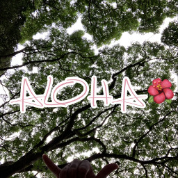 hawaii aloha paradise hibiscus art