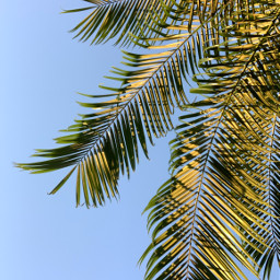 freetoedit palmtrees palm tropical