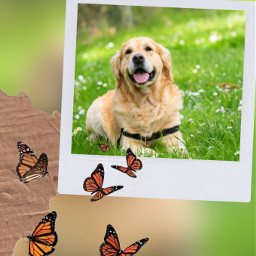 freetoedit dog wallpaper cute pet