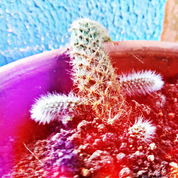 remixed cactus nature colorful freetoedit