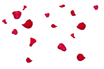 rose petals red plants aesthetic freetoedit