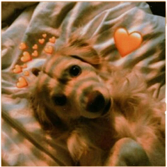 aesthetic dog goldenretriever orange tumblr freetoedit