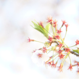 japan nature cherryblossom spring freetoedit