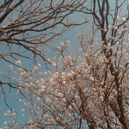 trees spring blossom freetoedit