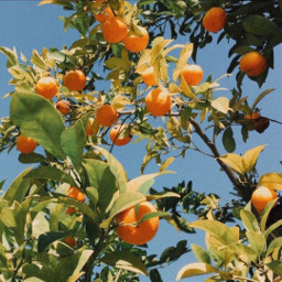 oranges sunny