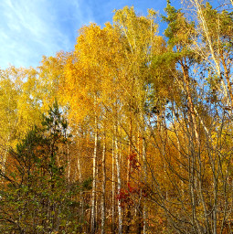 freetoedit autumn nature ukraine trees leaves amazing