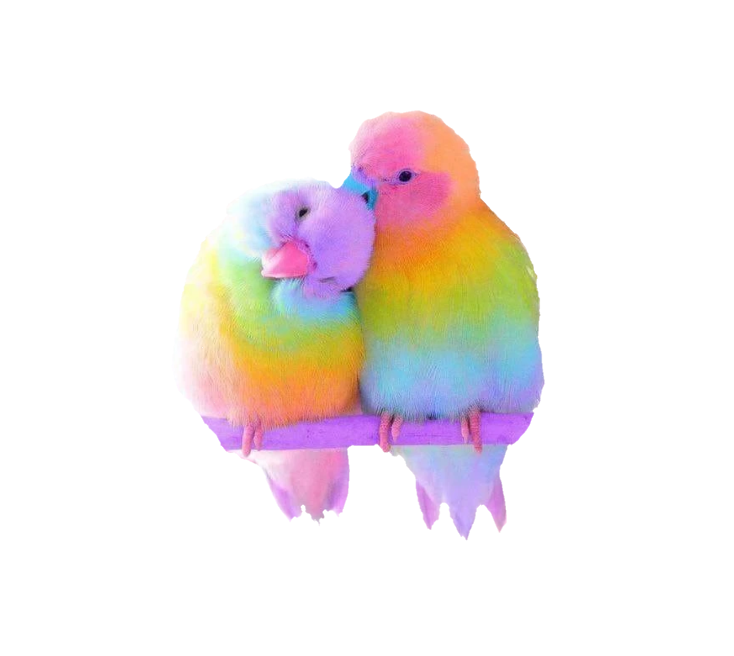 lovebirds birds colorful freetoedit sticker by @andrea8584