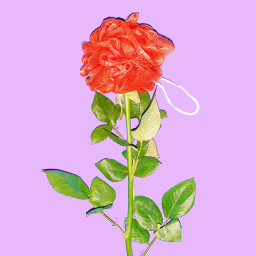 freetoedit rose