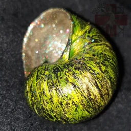 photography snail shell house snailshell nature art beautiful green glitter cracked pcgreencolors greencolors
thank greencolors