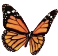 freetoedit butterfly aesthetic aestheticbutterfly orangebutterfly