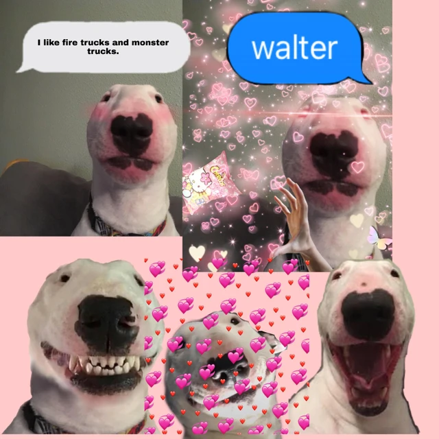 photo Nelson The Bull Terrier Edits walter bull image by duckseatingpeas