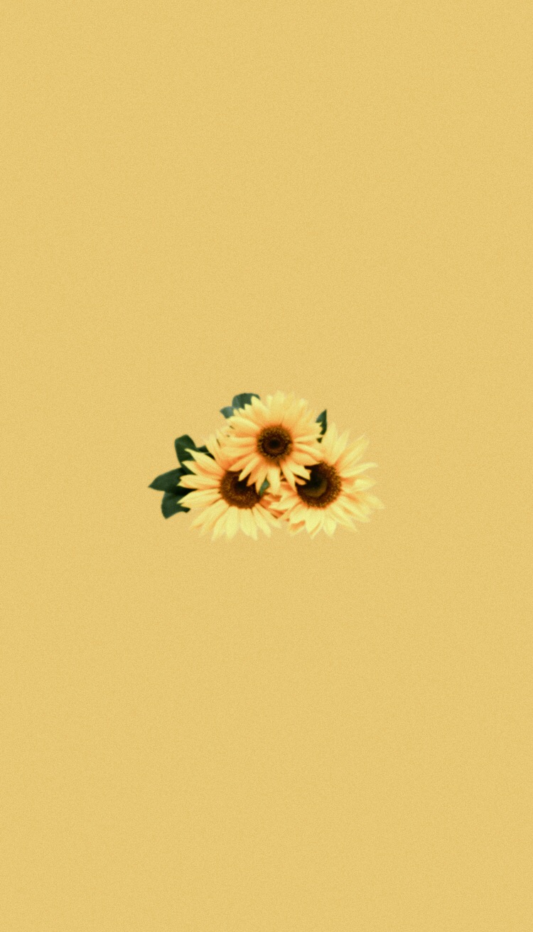 #freetoedit #aesthetic #sunflower #yellow #summer #pastel 