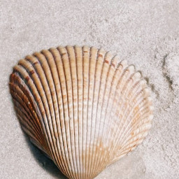 ocean shell seashell beach freetoedit