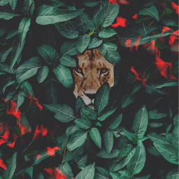freetoedit wallpaper lioness wild wildchild