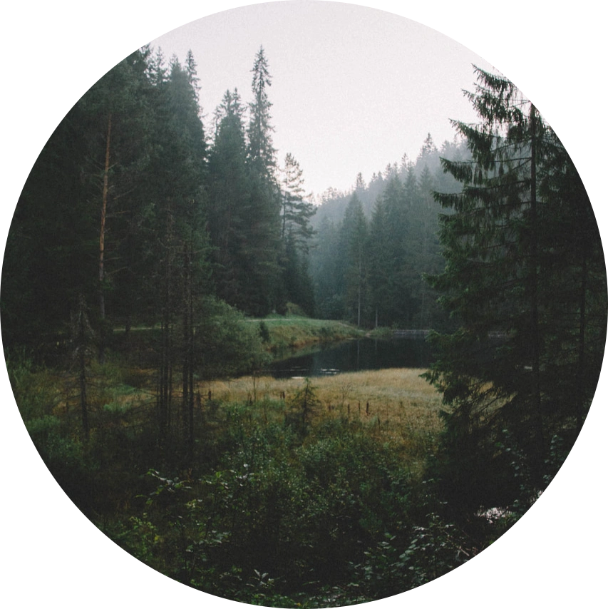 #forest #forrest #circle #aesthetic
