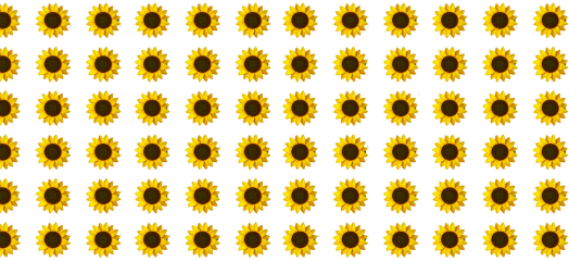 sunflower sunflowers freetoedit