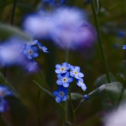 spring flowers blue purple photography freetoedit