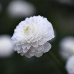 flowers white pure nature photography freetoedit