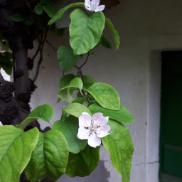 naturelove flower blanco