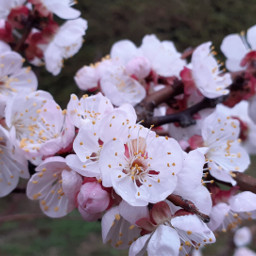 flower apricot blossom likeeeeee plzfollowme freetoedit