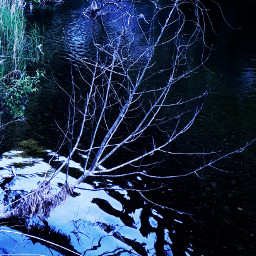 freetoedit naturephotography magic watereffect branches
