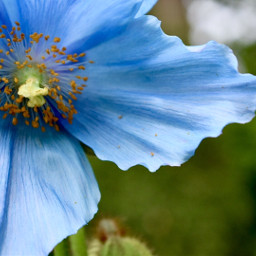 blueflower blue botanicalgarden nature naturephotography freetoedit