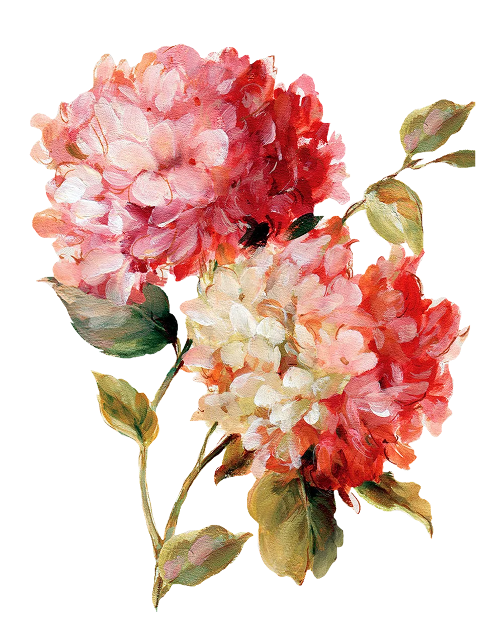  #freetoedit #hydrangea #flower