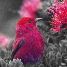 bird pink naturalhue nature myedit eccolorpop colorpop colorsplash