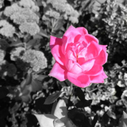 freetoedit flowers rose colourpop colour
