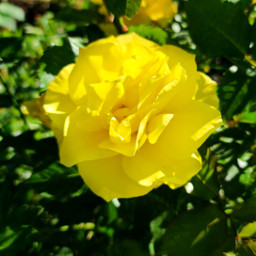 freetoedit flower nature colors yellow