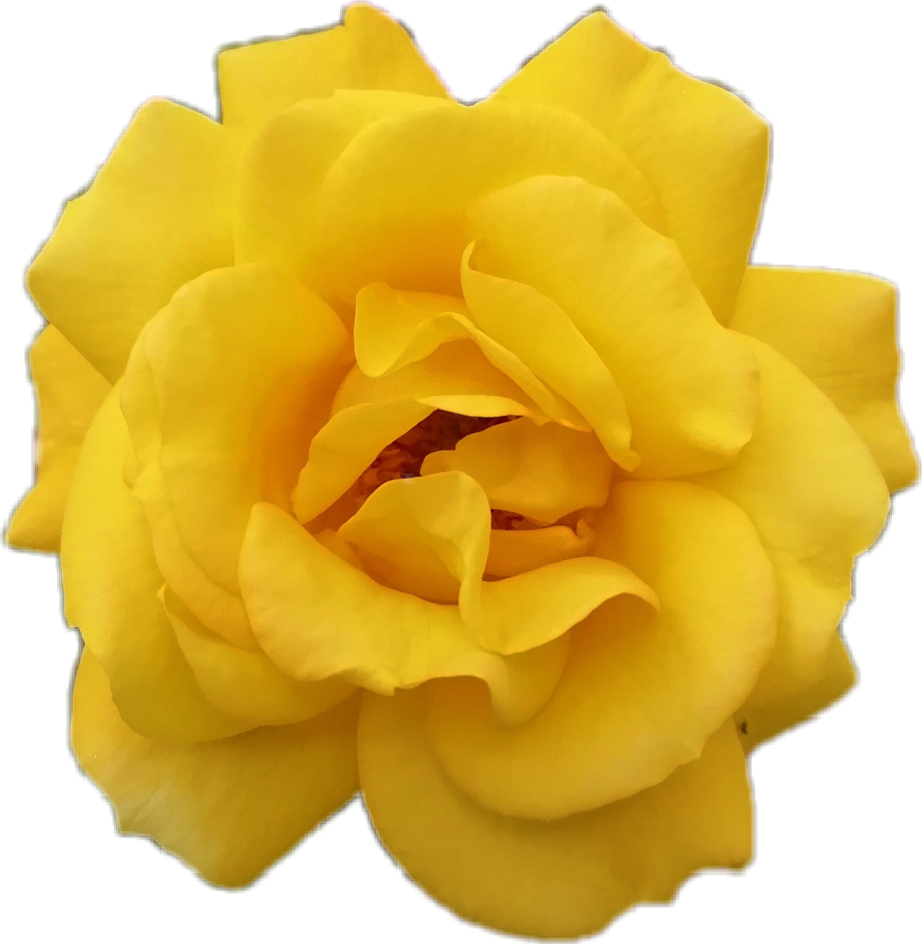 freetoedit blume rose in gelb sticker by @ninalivestyle