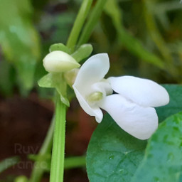 bean beanflower whiteflower
