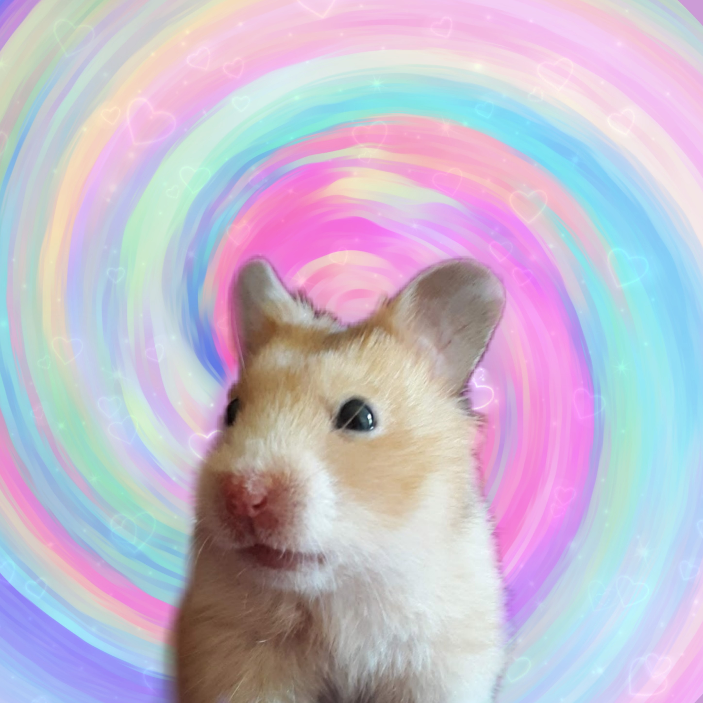 Hamster Image By Cute Edits