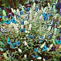 rcholographicbutterflies holographicbutterflies freetoedit