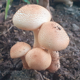 mushroom hongos bosque