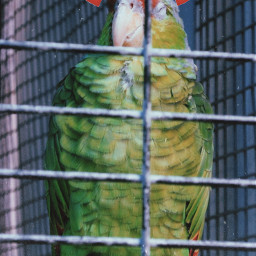 freetoedit parrot bird