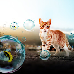 freetoedit cat fish bubbles rcbubblebubble bubblebubble