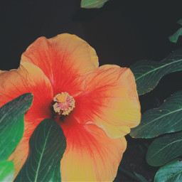 hibiscus vanuatu🇻🇺🇻🇺♥️ vanuatu