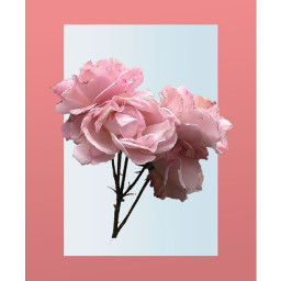 roses rose babypink pinkroses pinkrose