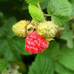 freetoedit raspberry fruit nature summer