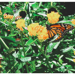 butterfly nature flowers garden monarchbutterfly