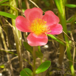 flower forest pinkflower