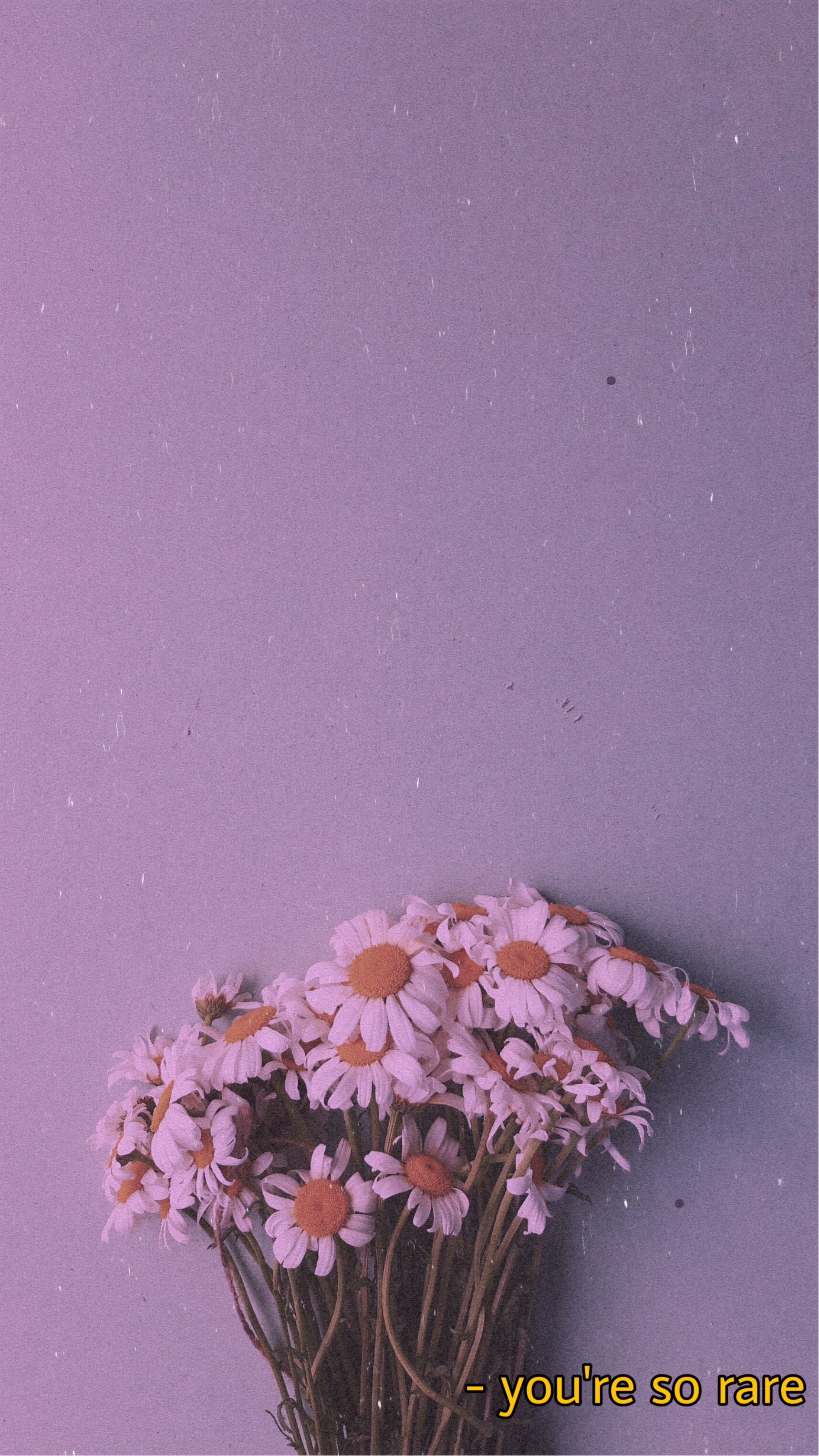 Wallpapers Daisy Flowers Image By Gxby She Her